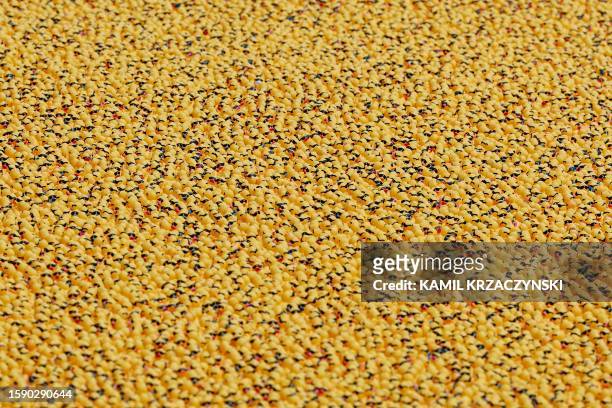 Rubber ducks are raced down the Chicago River during the Chicago Duck Derby in Chicago, Illinois, on August 10, 2023. The Chicago Duck Derby is a...