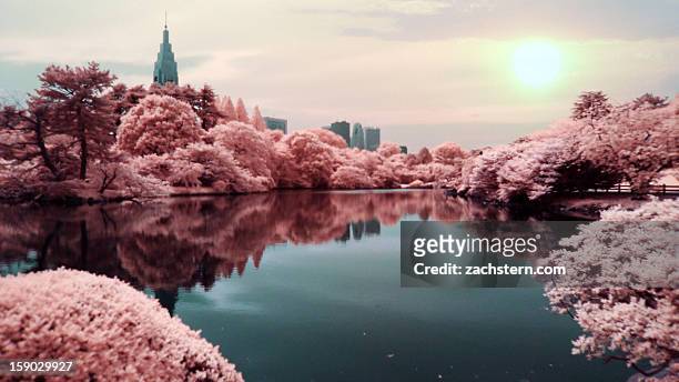 surreal lake with pink trees skyscrapers and sun - tokio stock-fotos und bilder