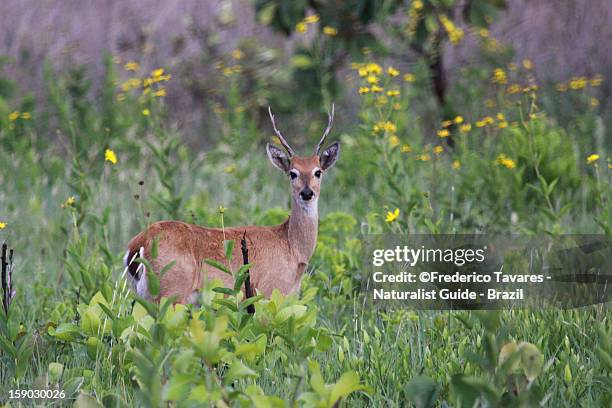 pampa's deer - veado campeiro - veado stockfoto's en -beelden