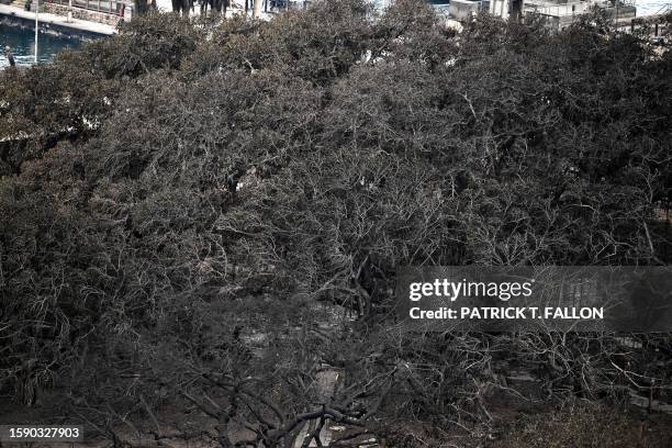 An aerial image taken on August 10, 2023 shows the historic Banyan tree surrounded by burned cars in Lahaina in the aftermath of wildfires in western...