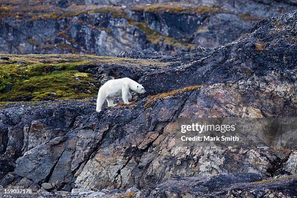 polar bear (ursus maritimus) on land hunting eggs - svalbard islands stock pictures, royalty-free photos & images