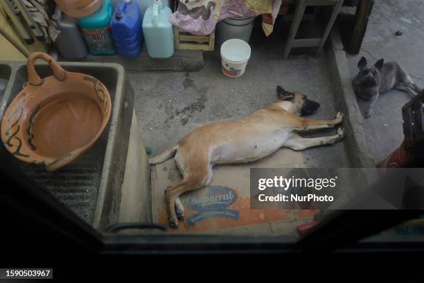 Dog rests in the backyard of a house in Mexico City.