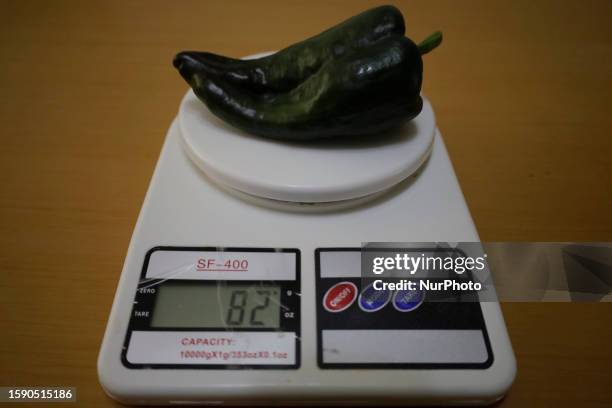 View of a poblano pepper on a scale to make Chiles en Nogada in Mexico City, on the eve of the national holidays in September to commemorate the 213...