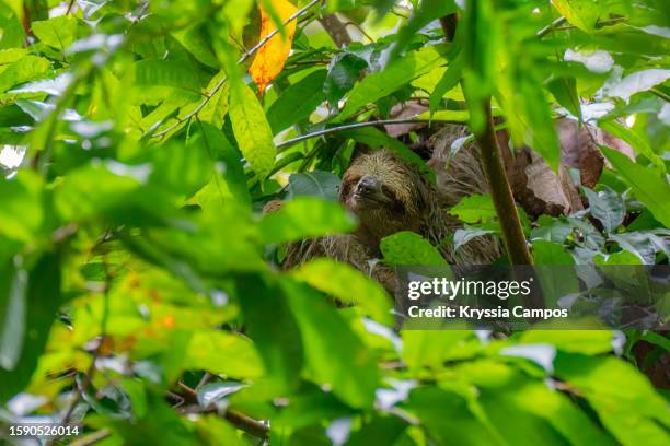 Sloth Sloth Canopy (Biology) Photos and Premium High Res Pictures - Getty Images