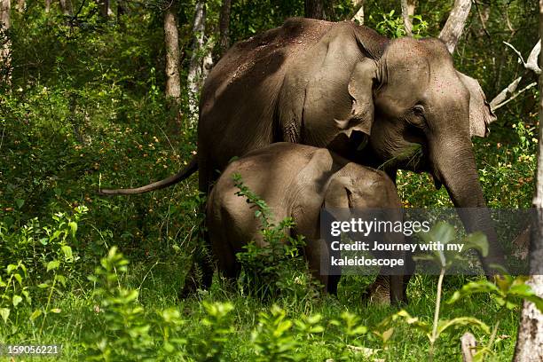 baby's day out.. - bandipur national park imagens e fotografias de stock