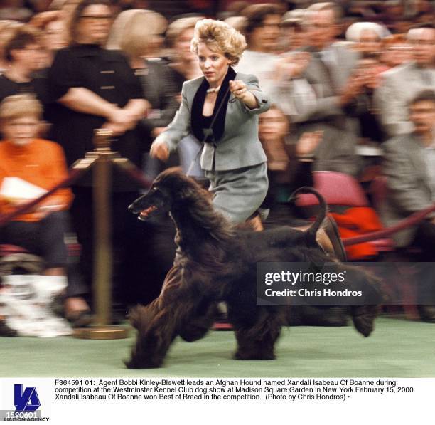 Agent Bobbi Kinley-Blewett leads an Afghan Hound named Xandali Isabeau Of Boanne during competition at the Westminster Kennel Club dog show at...
