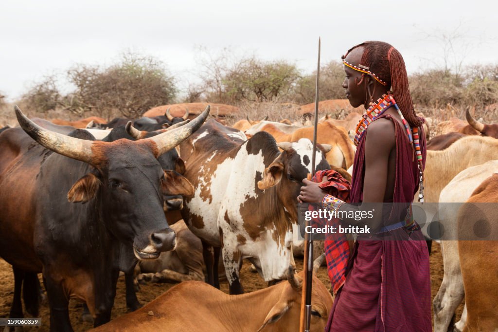 Jovem Maasai Guerreiro (moran) com Gado no fundo,