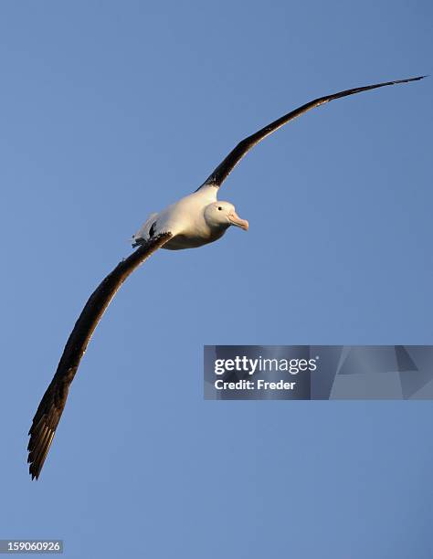 royal albatross in flight - albatross stock pictures, royalty-free photos & images