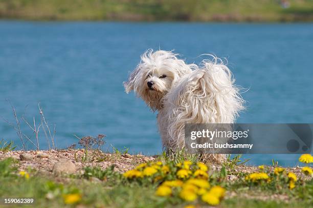 langhaar hund blickt zurück - lang haar stock pictures, royalty-free photos & images