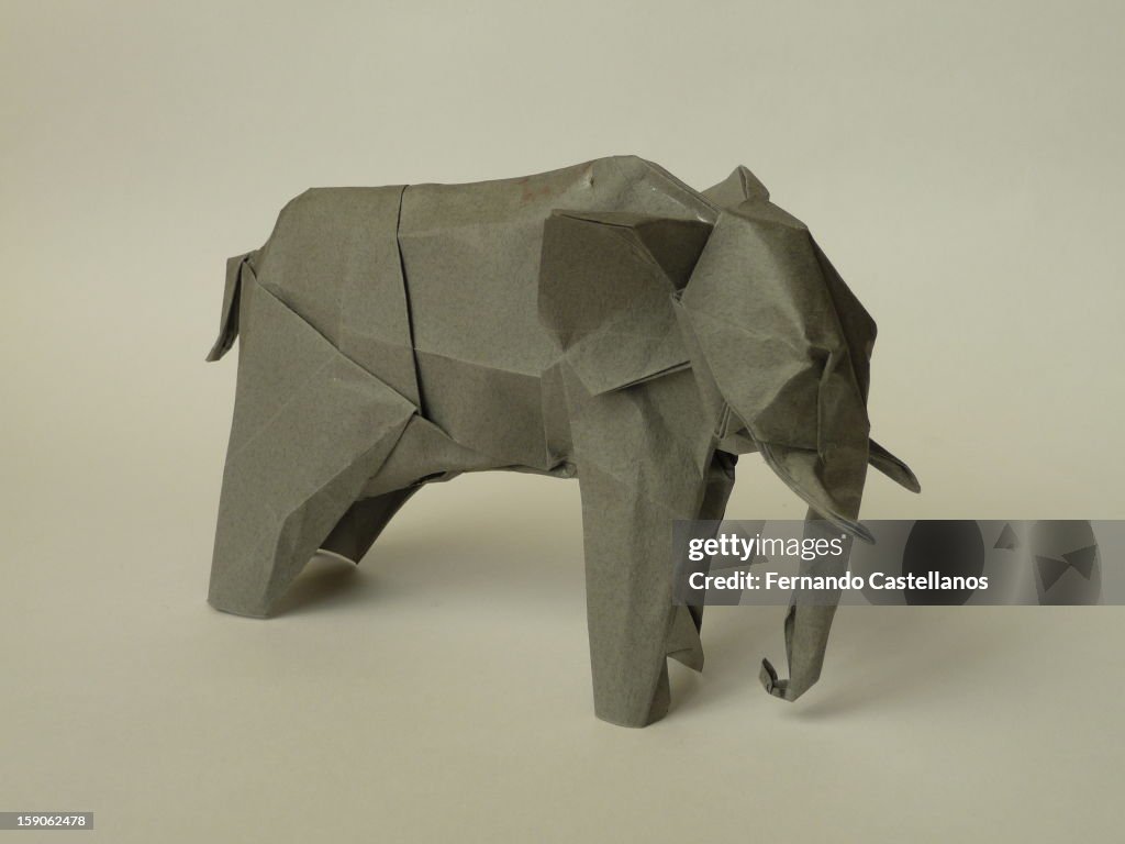 Elefante