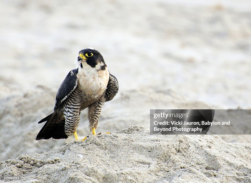 Peregrine Falcon on the Beach