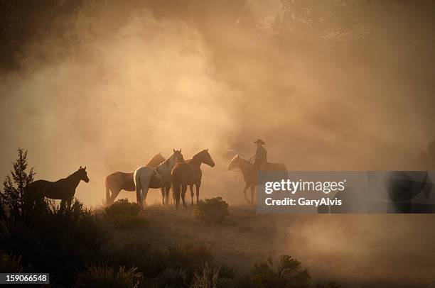 cowboy mandria di cavalli al mattino presto, in alto nel deserto controluce polvere - animale da lavoro foto e immagini stock