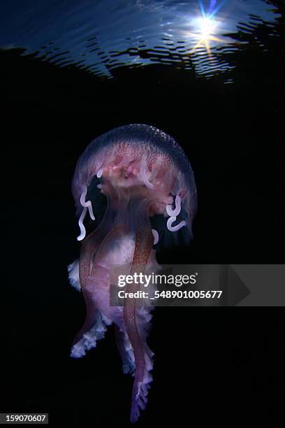 jellyfish (pelagia noctiluca) - méduse pélagique photos et images de collection