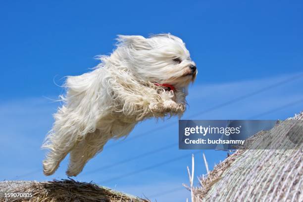 fliegender havaneser - dog jump stock-fotos und bilder