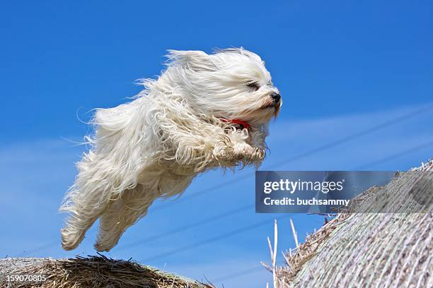 fliegender havaneser - dog mid air stock pictures, royalty-free photos & images