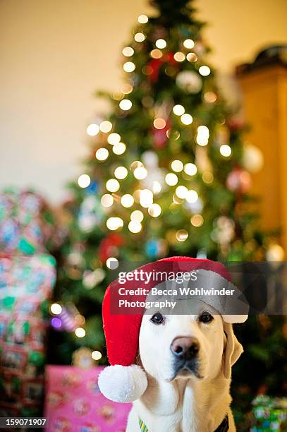 christmas dog - clovis new mexico stock pictures, royalty-free photos & images