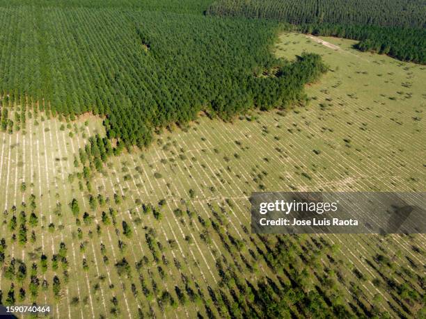 aerial view of reforestation and forest - biodiversidad fotografías e imágenes de stock