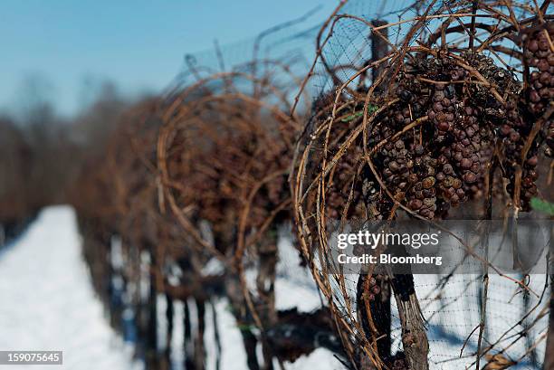 Vidal Blanc grapes hang from vines in the snow at the Ferrante Winery in Geneva, Ohio, U.S., on Friday, Jan. 4, 2013. Ice wine is a type of dessert...