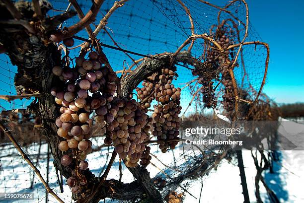 Vidal Blanc grapes hang from vines in the snow at the Ferrante Winery in Geneva, Ohio, U.S., on Friday, Jan. 4, 2013. Ice wine is a type of dessert...