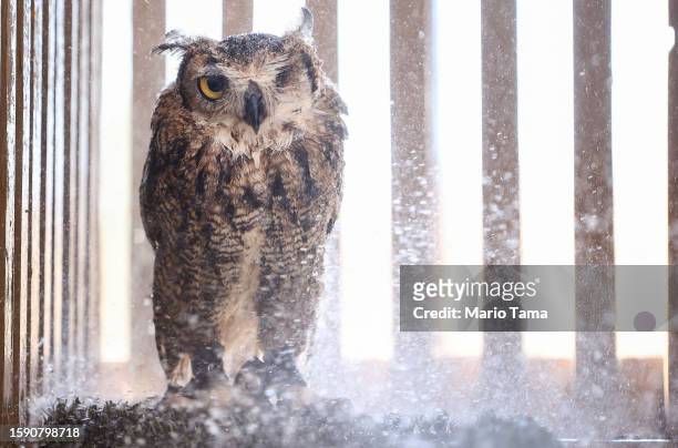 Great horned owl is sprayed down with water by a volunteer at Liberty Wildlife, an animal rehabilitation center and hospital, during afternoon...