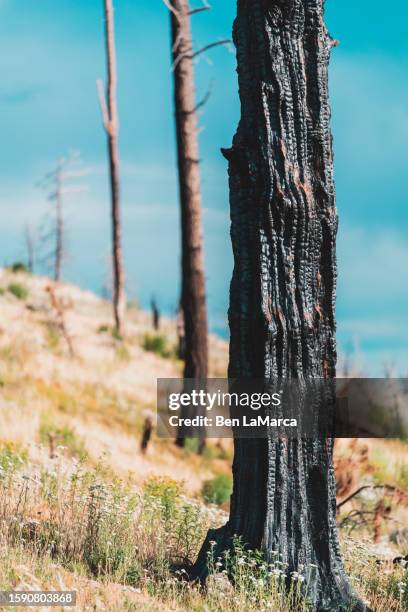 cerro pelado new mexico 3 - ponderosa pine tree stock pictures, royalty-free photos & images