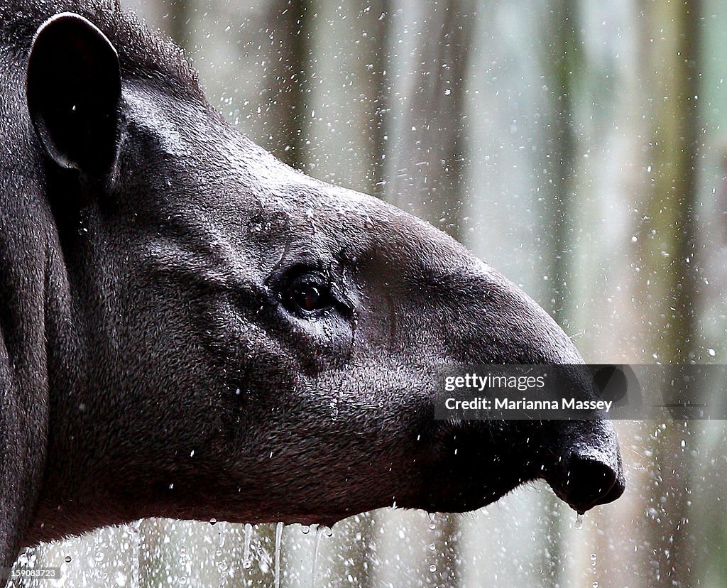 Taronga Zoo Animals Beat The Heat With Cold Treats