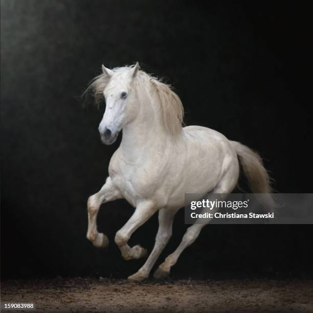 white horse galloping - horses running stock-fotos und bilder