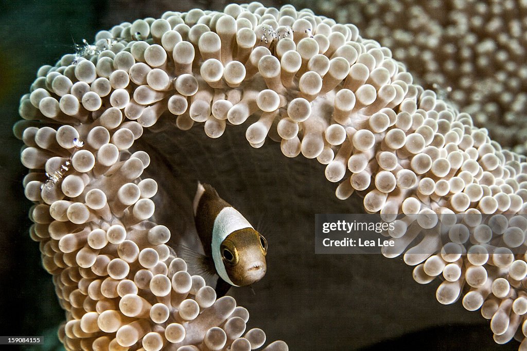 Baby clownfish