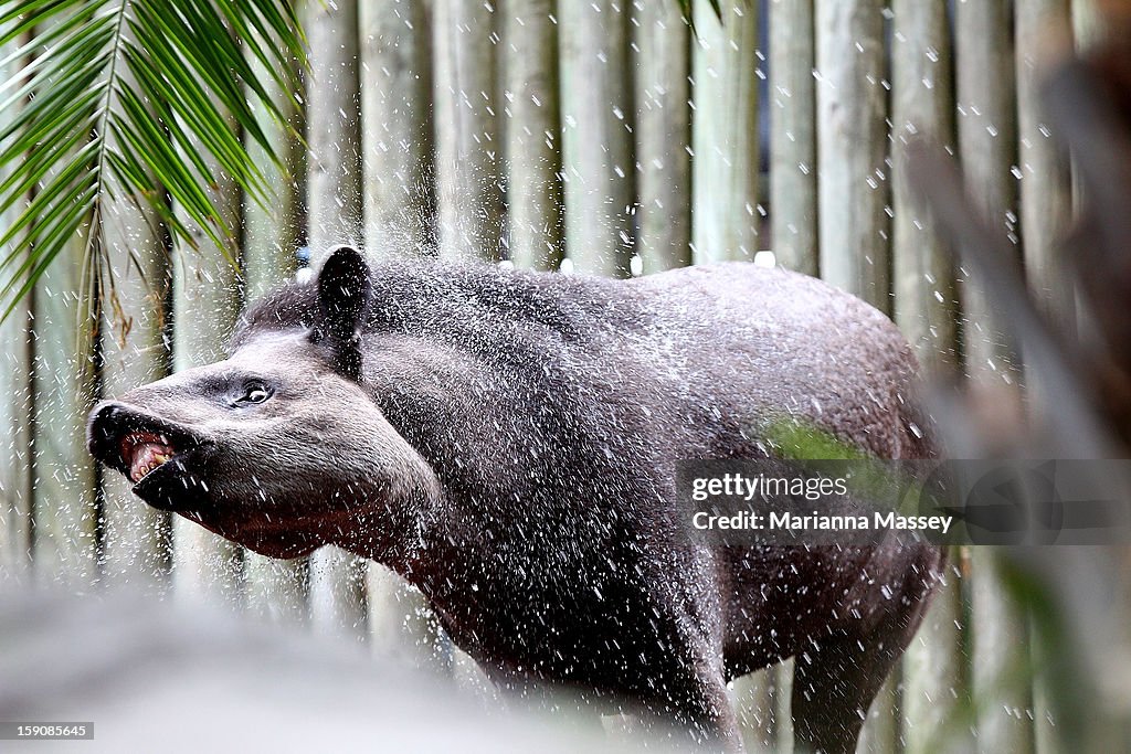 Taronga Zoo Animals Beat The Heat With Cold Treats