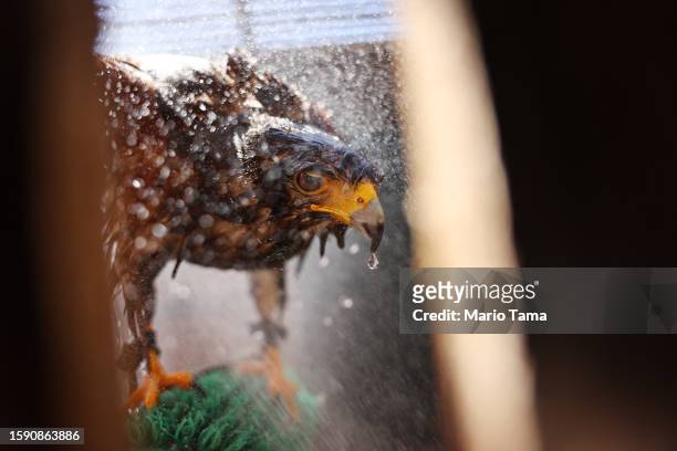 Lance, a Harris's hawk, is sprayed down with water by a volunteer at Liberty Wildlife, an animal rehabilitation center and hospital, during afternoon...