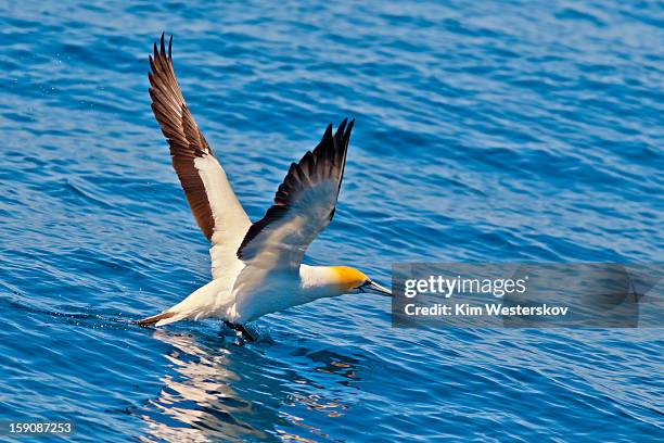 gannet taking off from the sea - australischer tölpel stock-fotos und bilder
