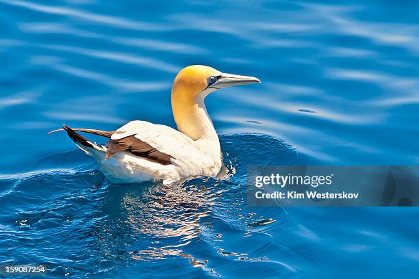 gannet swimming on the sea surface - オーストラリアシロカツオドリ ストックフォトと画像