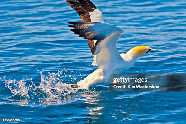 gannet taking off from the sea - オーストラリアシロカツオドリ ストックフォトと画像