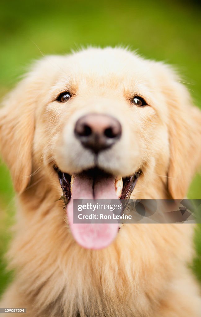 Golden retriever with its tongue sticking out