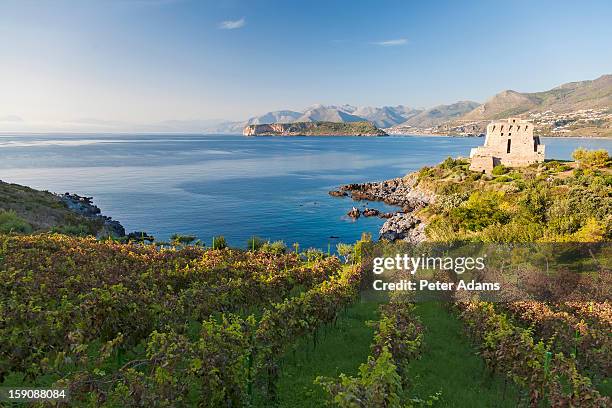 vineyards and torre crawford in san nicola arcella, calabria italy - calabria stockfoto's en -beelden