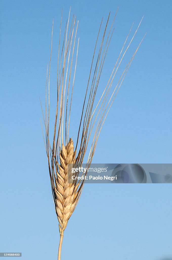 Ear of wheat