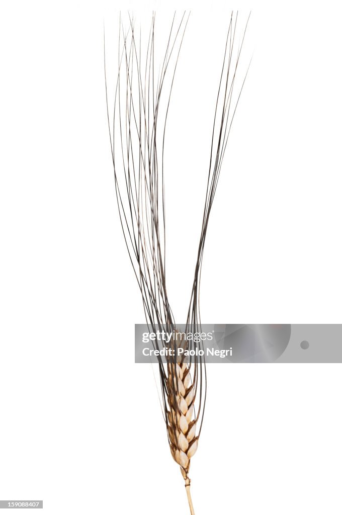 Ear of durum wheat 'Senatore Cappelli'