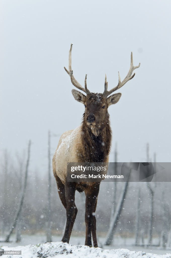 Bull Elk in snowstorm