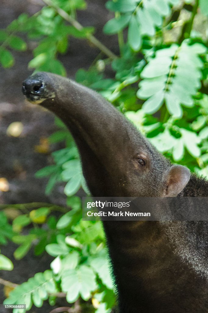 Giant Anteater, closeup