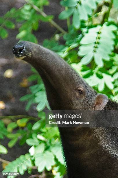 giant anteater, closeup - anteater stock pictures, royalty-free photos & images