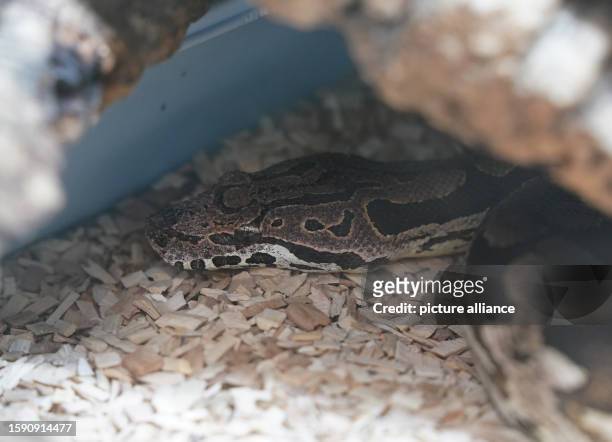 August 2023, Hamburg: A Madagascar boa lies in a terrarium in the reptile house at the Süderstraße animal shelter. Animal protection organizations...
