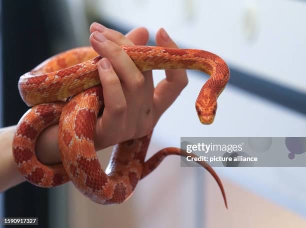 August 2023, Hamburg: An animal keeper holds a corn snake in the reptile house at the Süderstraße animal shelter. Animal protection organizations...