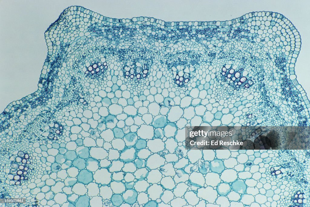 Herbaceous Dicot Stem, Medicago (Alfalfa), 25X