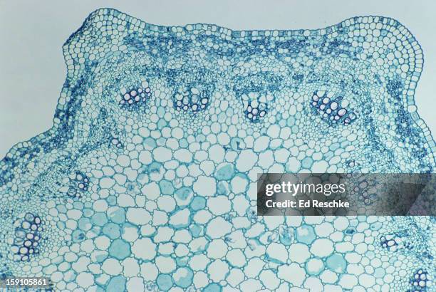 herbaceous dicot stem, medicago (alfalfa), 25x - célula vegetal imagens e fotografias de stock