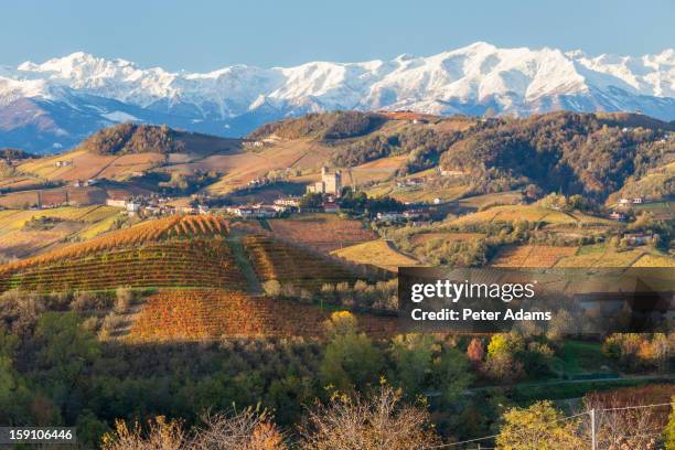 vineyards, near alba, langhe, piedmont, italy - piedmont stock pictures, royalty-free photos & images