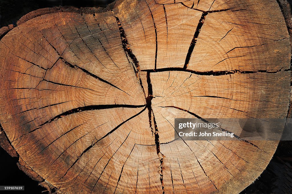 Timber Tree Section High-Res Stock Photo - Getty Images