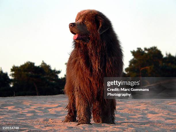 figo a brown newfoundlanddog 2yrs - newfoundlandshund bildbanksfoton och bilder