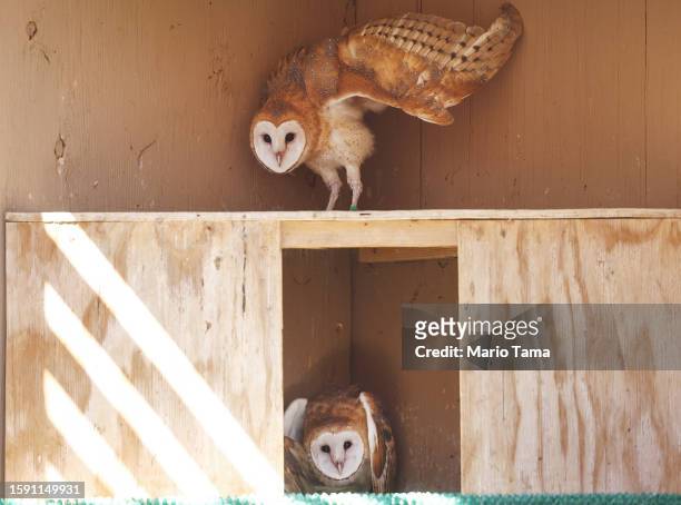 Healed orphan barn owls who will soon be released back into the wild are viewed at Liberty Wildlife, an animal rehabilitation center and hospital, on...