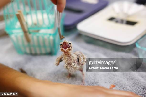Young nighthawk is fed in the orphan care area at Liberty Wildlife, an animal rehabilitation center and hospital, on August 3, 2023 in Phoenix,...