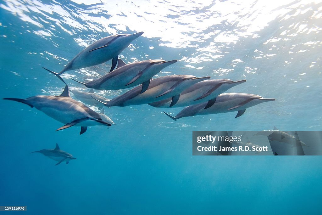 Wild Spinner Dolphins